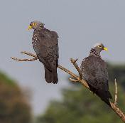 African Olive Pigeon by Mike van Kal